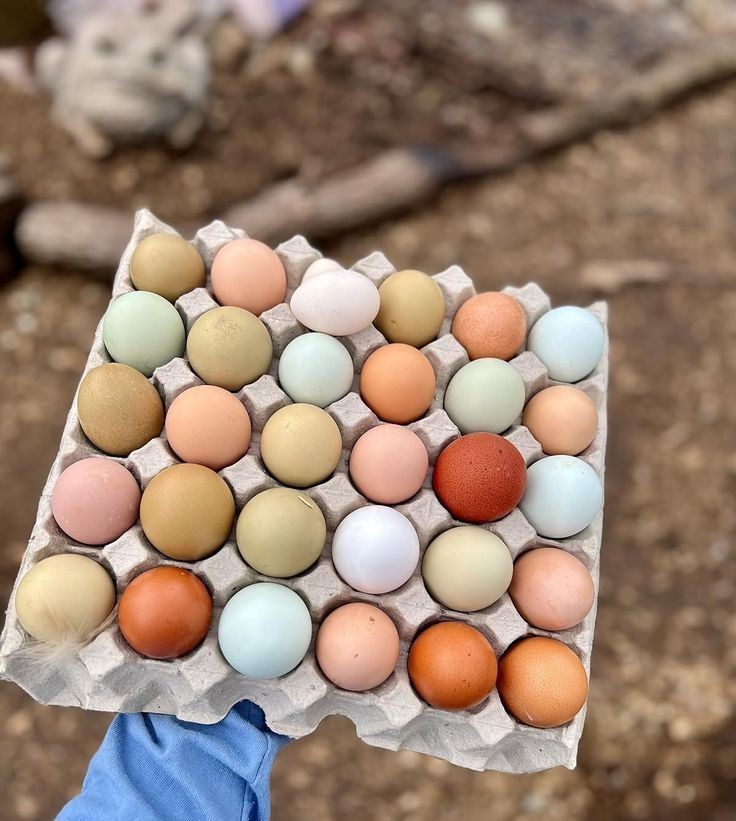 Fertile Rainbow Farm Fresh Assorted Multi-Colored Hatching Chicken Eggs