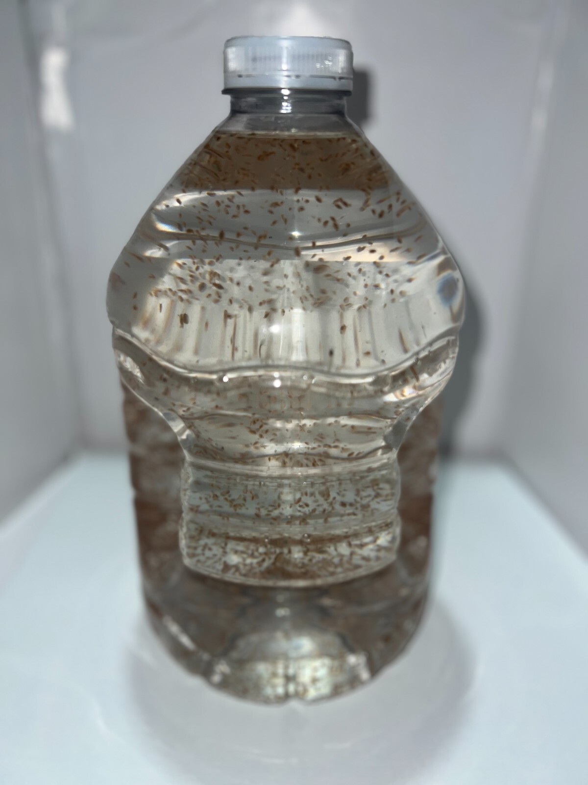 2500 Daphnia Magna (Clean Indoor Culture) Buy 2 get 1 free!