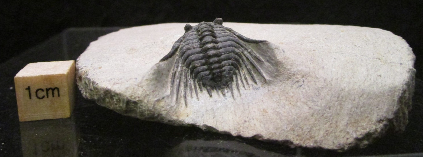 Super Spiny leonaspis Trilobite fossil From the Devonian of Morocco