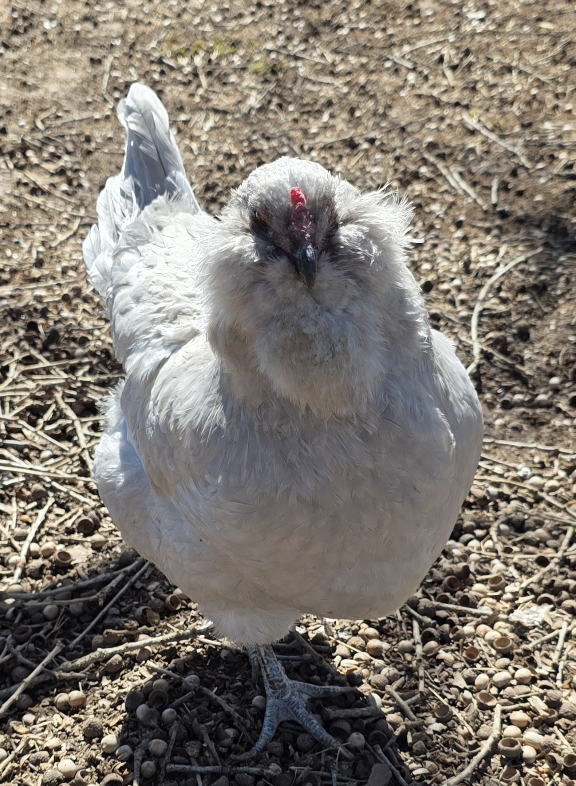 6 Fertile Lavender Ameraucana Hatching Eggs NPIP Certified