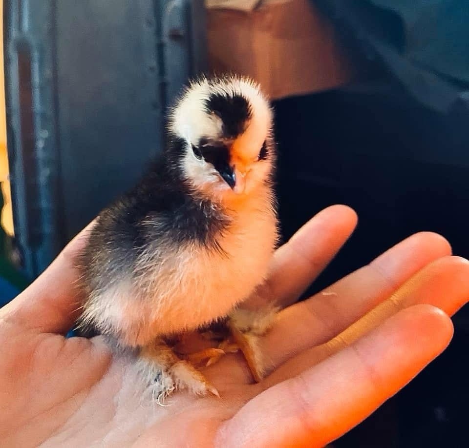 5+1 Silkie Calico Splash/Calico Paint Project Pen Hatching Eggs NPIP/AI