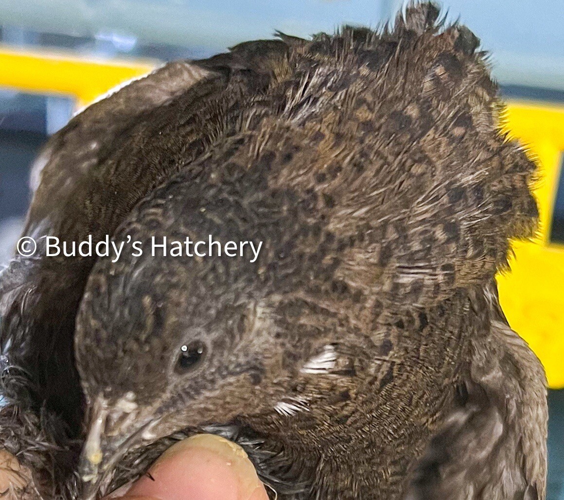 24 Button Quail Fertile Hatching Eggs Quail