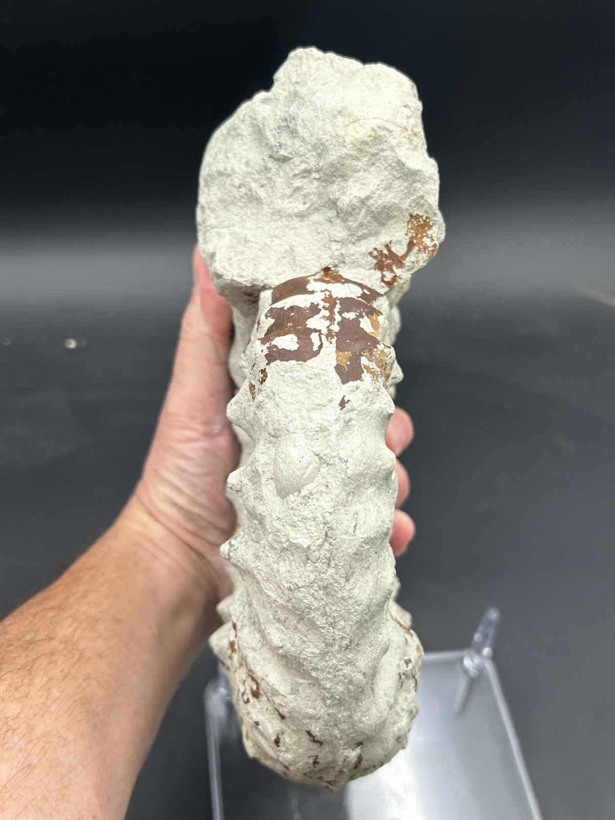 NICE 9.5” Dinosaur Age Mortoniceras Sp. Texas Fossil Ammonite! Both Sides Great!