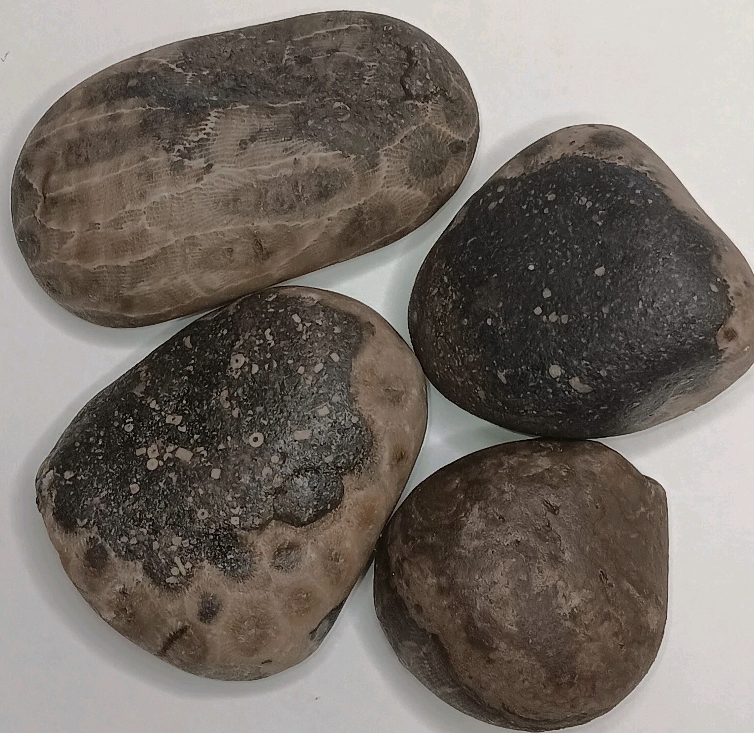 Michigan Petoskey Stone Lot 1 Pound Unpolished Natural Great Lakes Fossils