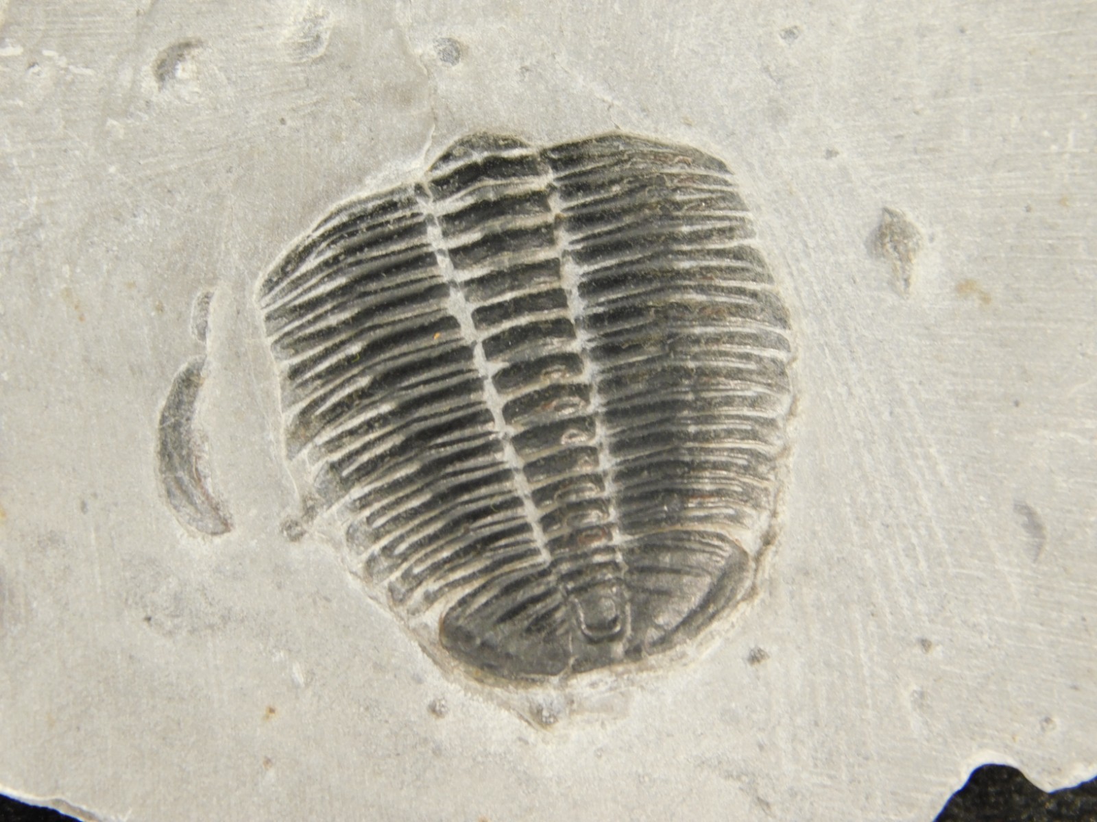 BIG Lot of TEN! 100% Natural Elrathia TRILOBITE Fossils in Matrix Utah 379gr