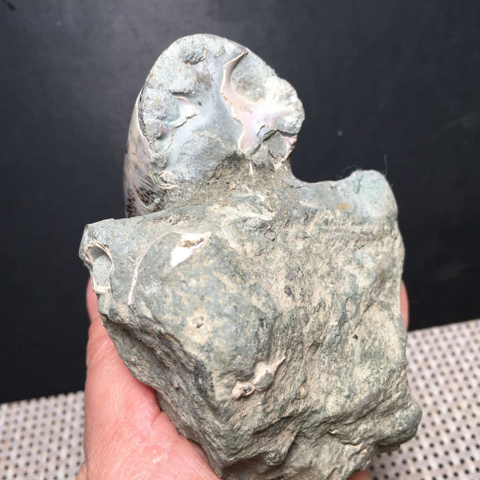 428g natural Carving Home Decoration Specimen Shell Healing md3751