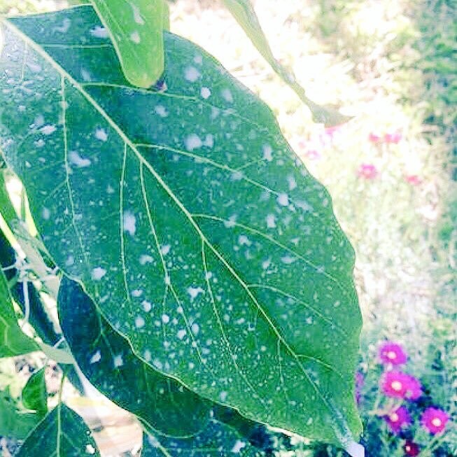 IV Organic 3-in-1 Plant Guard, 1 Pint (BROWN)