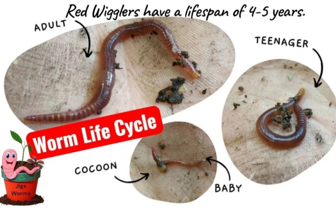 (JIGS) PURE Red Wiggler Worms Cocoon Mix - NO BLUES! Free Shipping