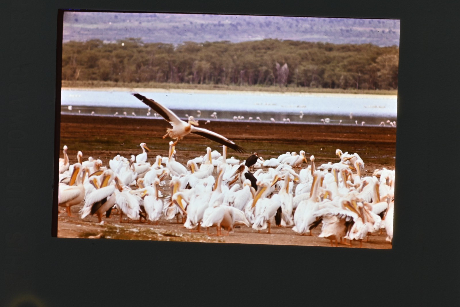 Vintage 1986 Kenya Safari Slides 120 Lot Wildlife Tribal Photo