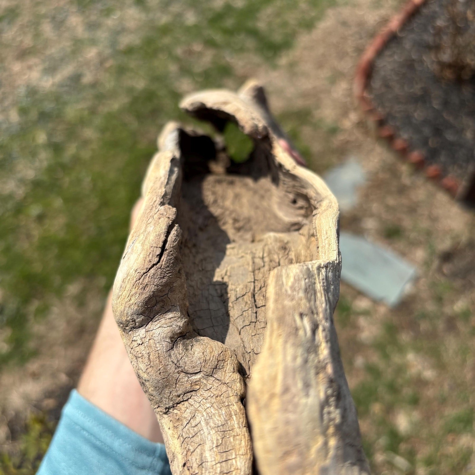 Lightweight Hollow Driftwood 22x4x8 – Sculptural Wood Natural Holes Aquarium