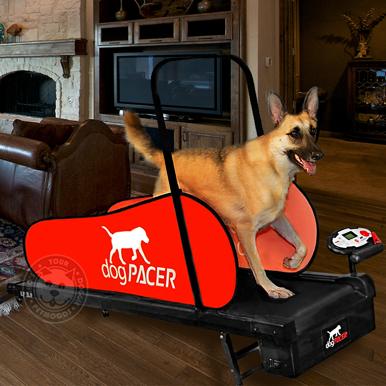 dogPACER Dog Treadmill Folds Portable Small Med Large Dogs 1-179 lbs NEW