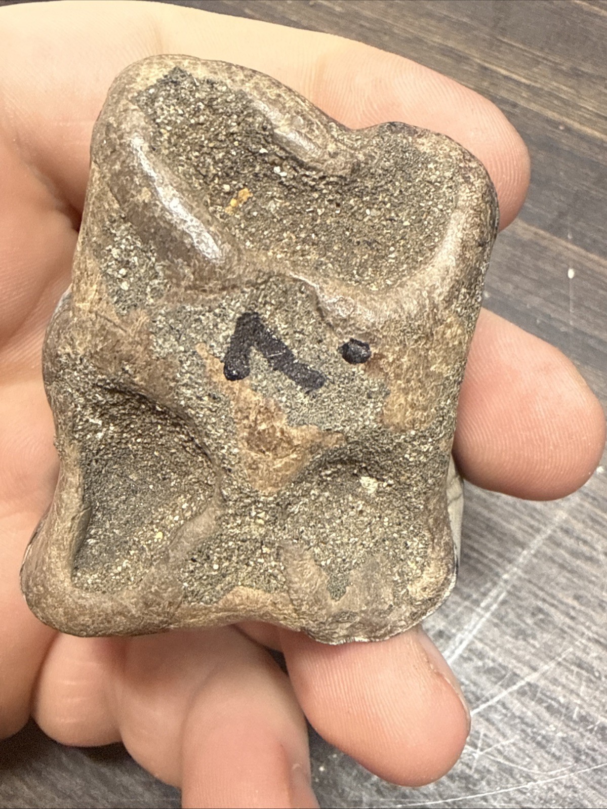 MASSIVE Wooly Rhinoceros Tooth Pleistocene Ice Age Permafrost