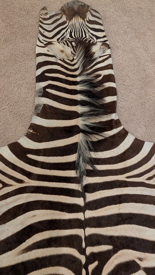 Genuine Zebra hide/ Zebra skin/ Zebra rug - South African Burchell 's Zebra