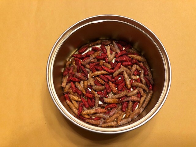 100 Maggots Freeze Dried Uncle Josh Ice Fishing Bait Reptile Spikes Add Water