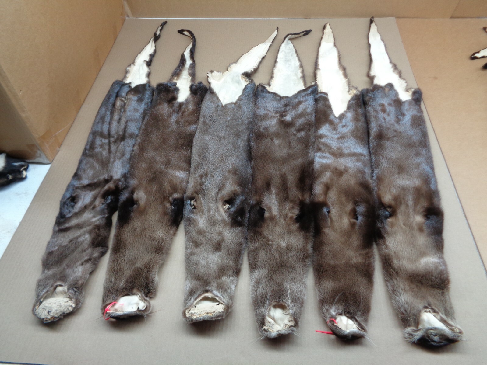 Tanned North American Dark River Otter, Lontra canadensis, soft furs, pelts