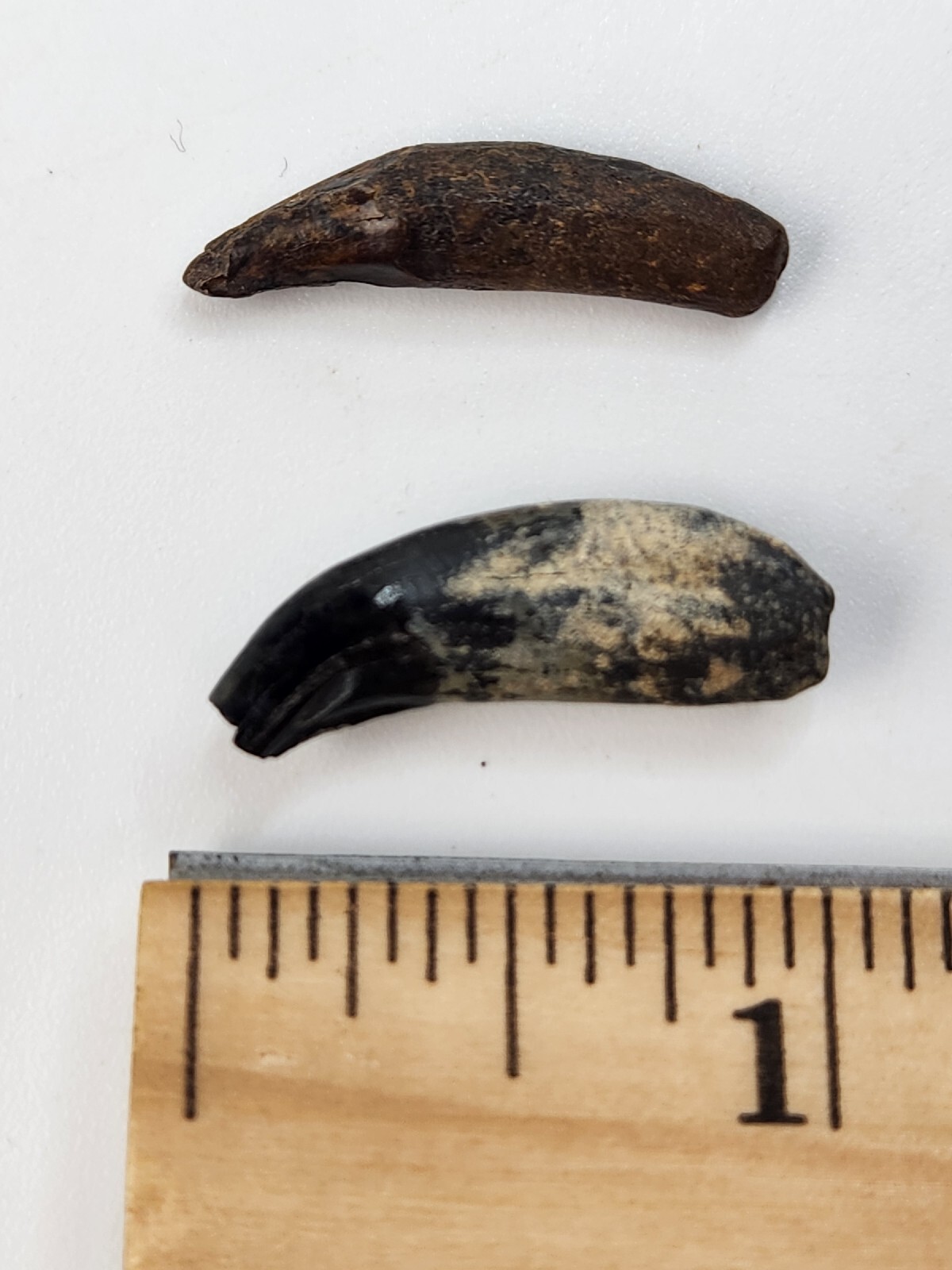 Raccoon Rooted Upper Canine Tooth Fossil - Florida Pleistocene - 1 Per Purchase