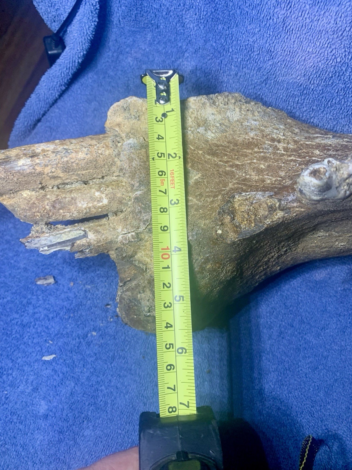 Hippopotamus Jaw Fossil, Indonesia Ice Age
