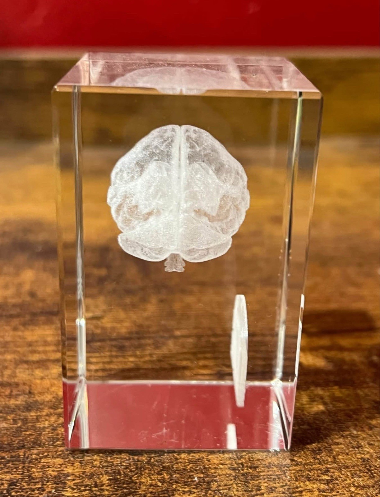 Adderall XR Acrylic Etched Glass Brain Collectible Model