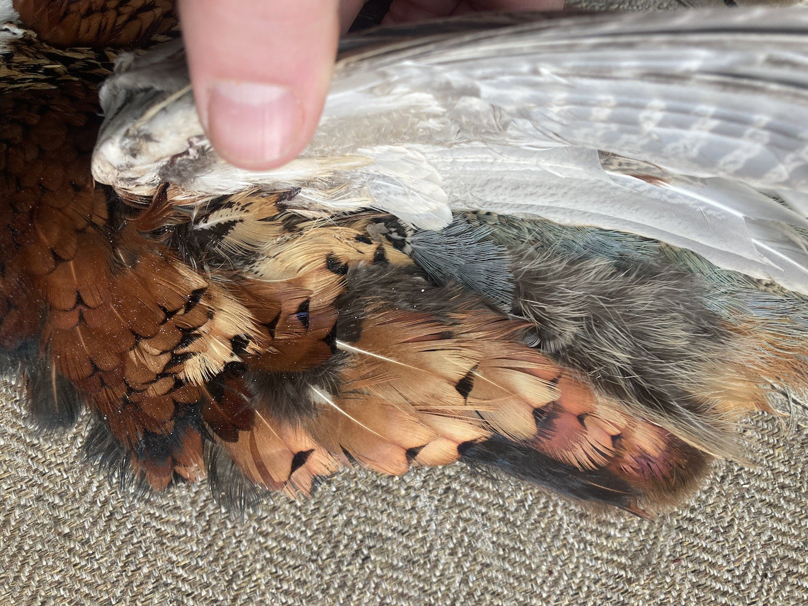 Rooster RINGNECK PHEASANT SKIN 2 Wings Tail Feathers Wall Art Taxidermy Man Cave