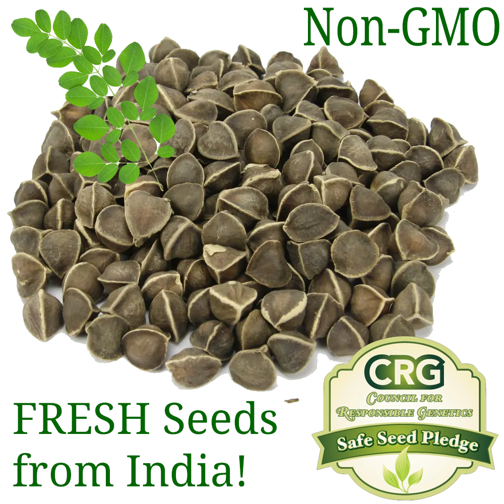 Moringa Seeds for Planting | Non-GMO Wingless from India Very Fresh | Bulk