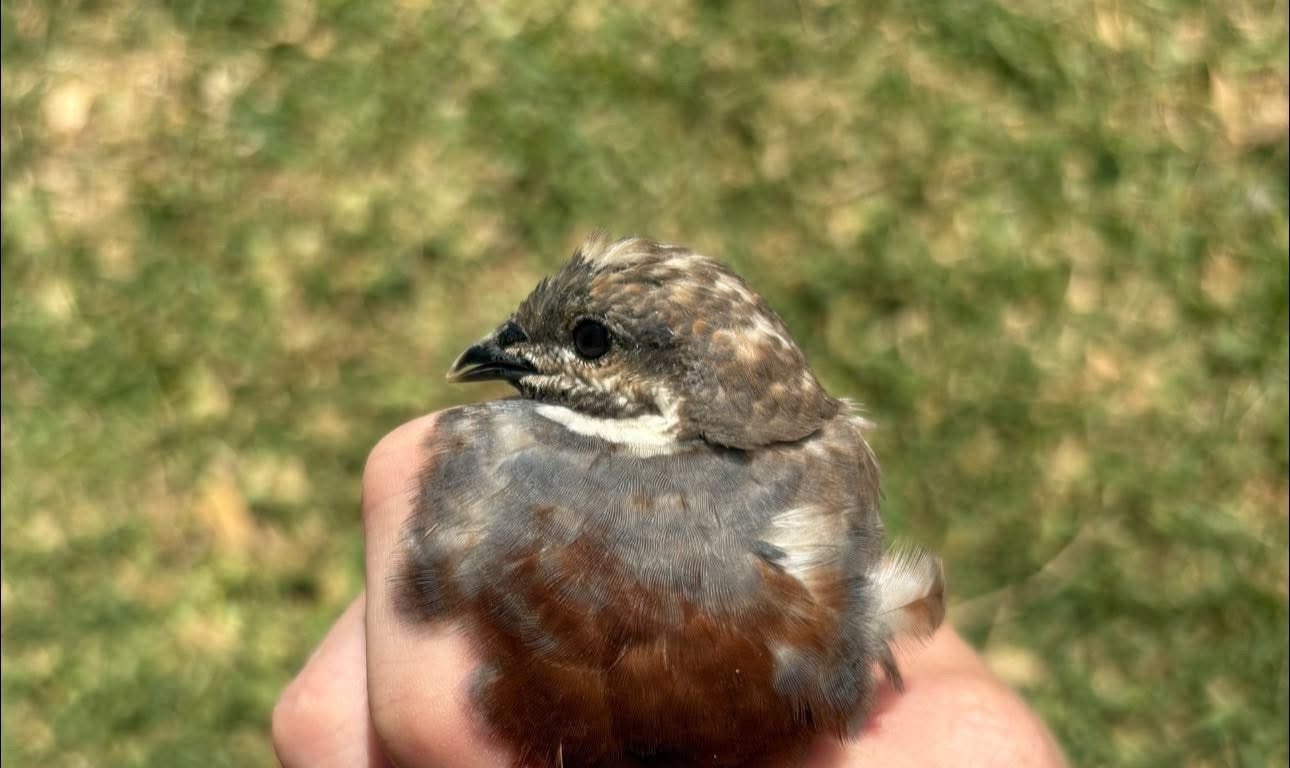 12 Exotic Button Quail Hatching Eggs Chinese Painted SPECIAL RARE ~ TPB Farms 🦚