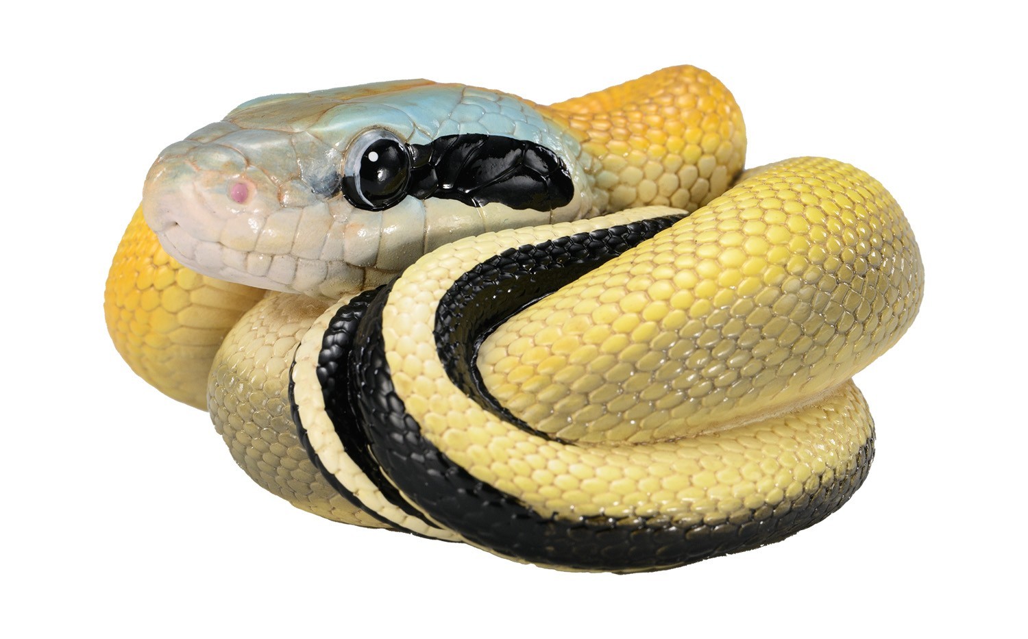 Animal Heavenly Body Cave-dwelling Beauty Snake Statue Elaphe taeniura Malaysian