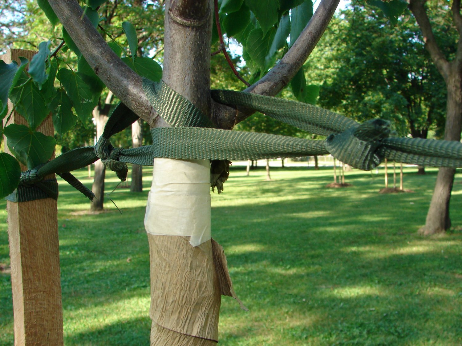 250' Tree Tie Strap Staking and Guying Material 2000 lbs. Strength