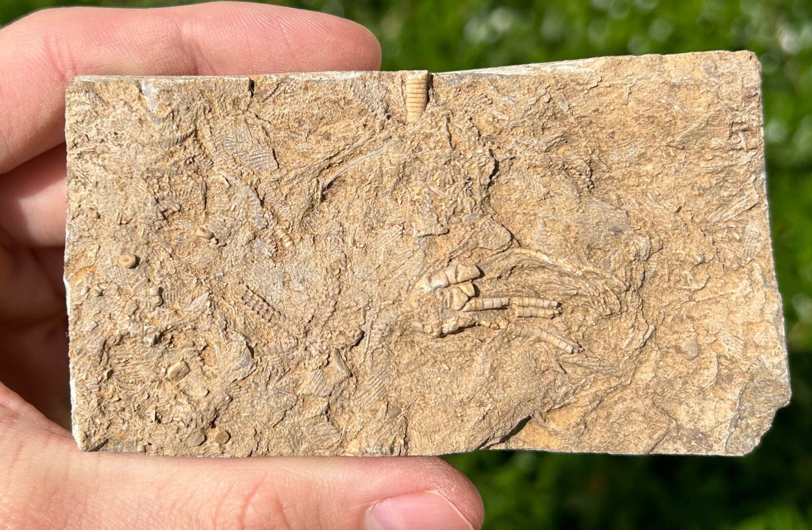 RARE Alabama Fossil Brittle Star and Crinoid in Matrix Cholaster whitei