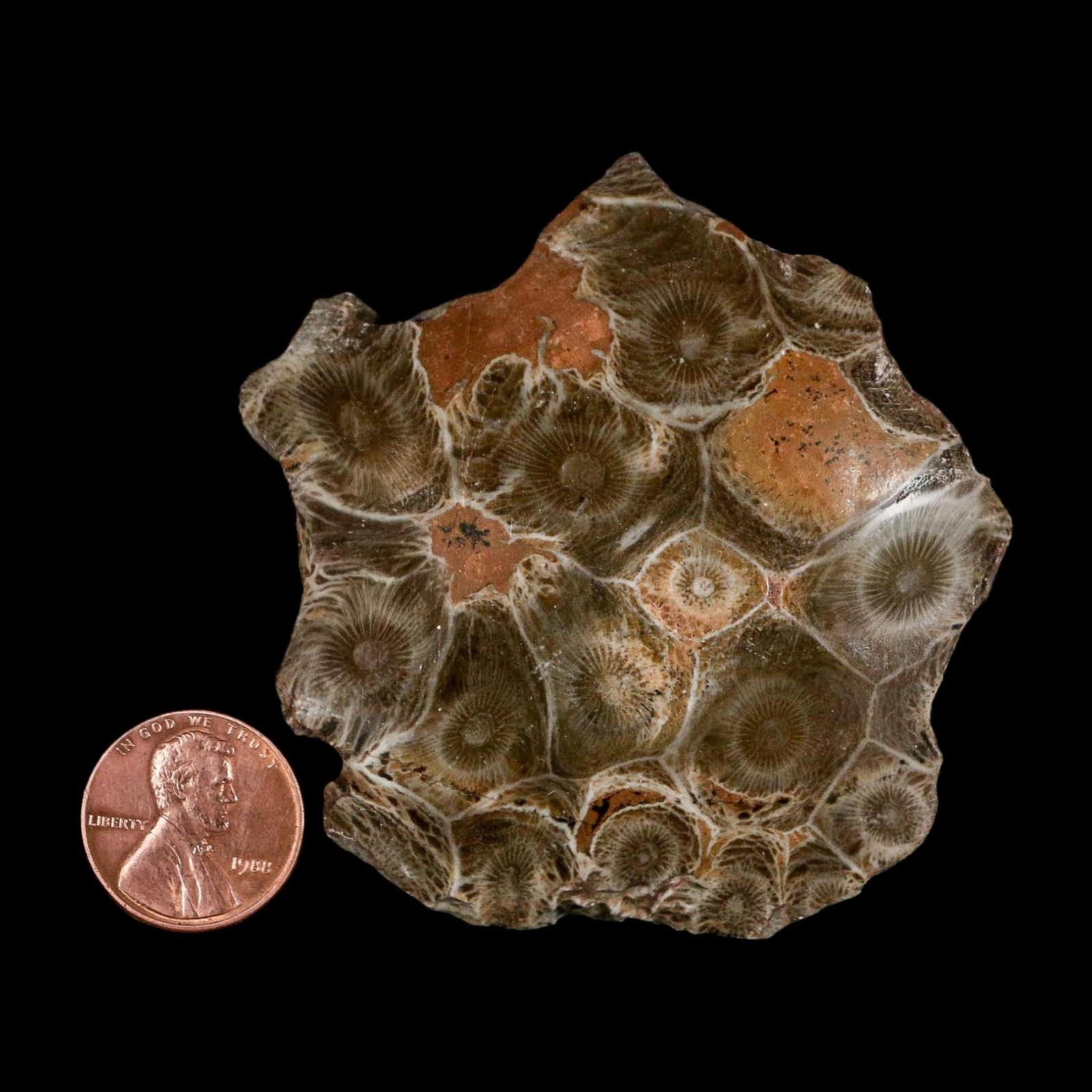 2.6" Polished Hexagonaria Coral Fossil Devonian Age 350 Million Yrs Old Morocco