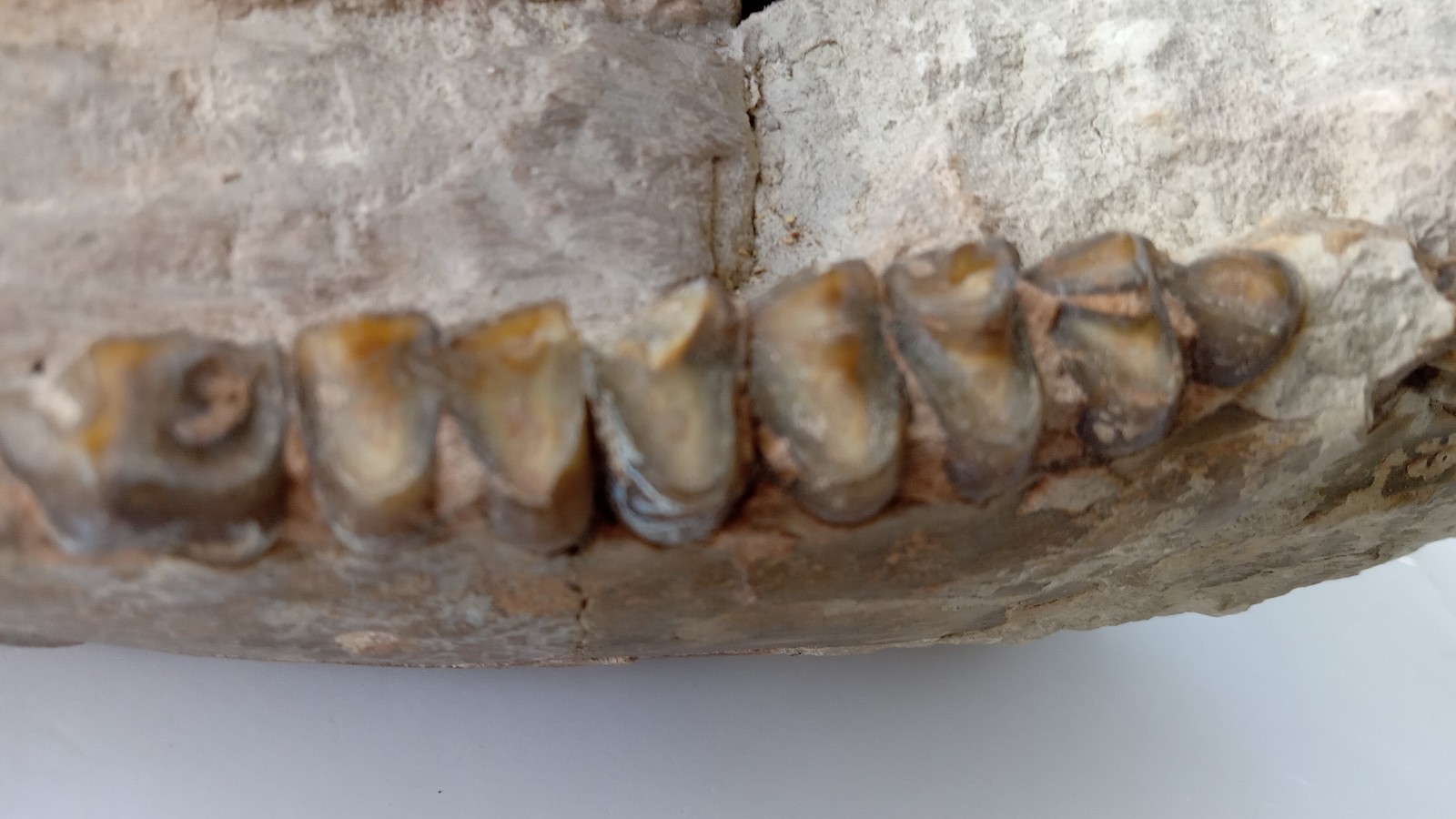 Camel Jaw Teeth Fossil From Badlands South Dakota