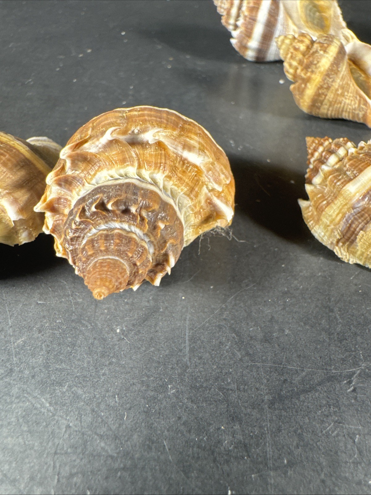 Melongena corona. Collected in Florida Lot Of 5 W/O 36mm To 52mm