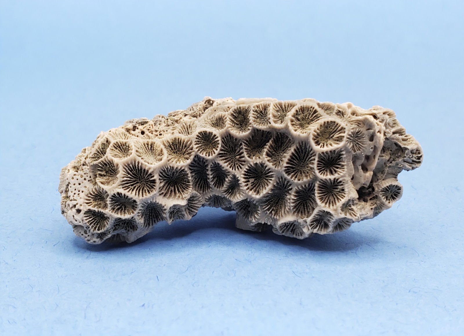 Astrangia Fossilized Coral