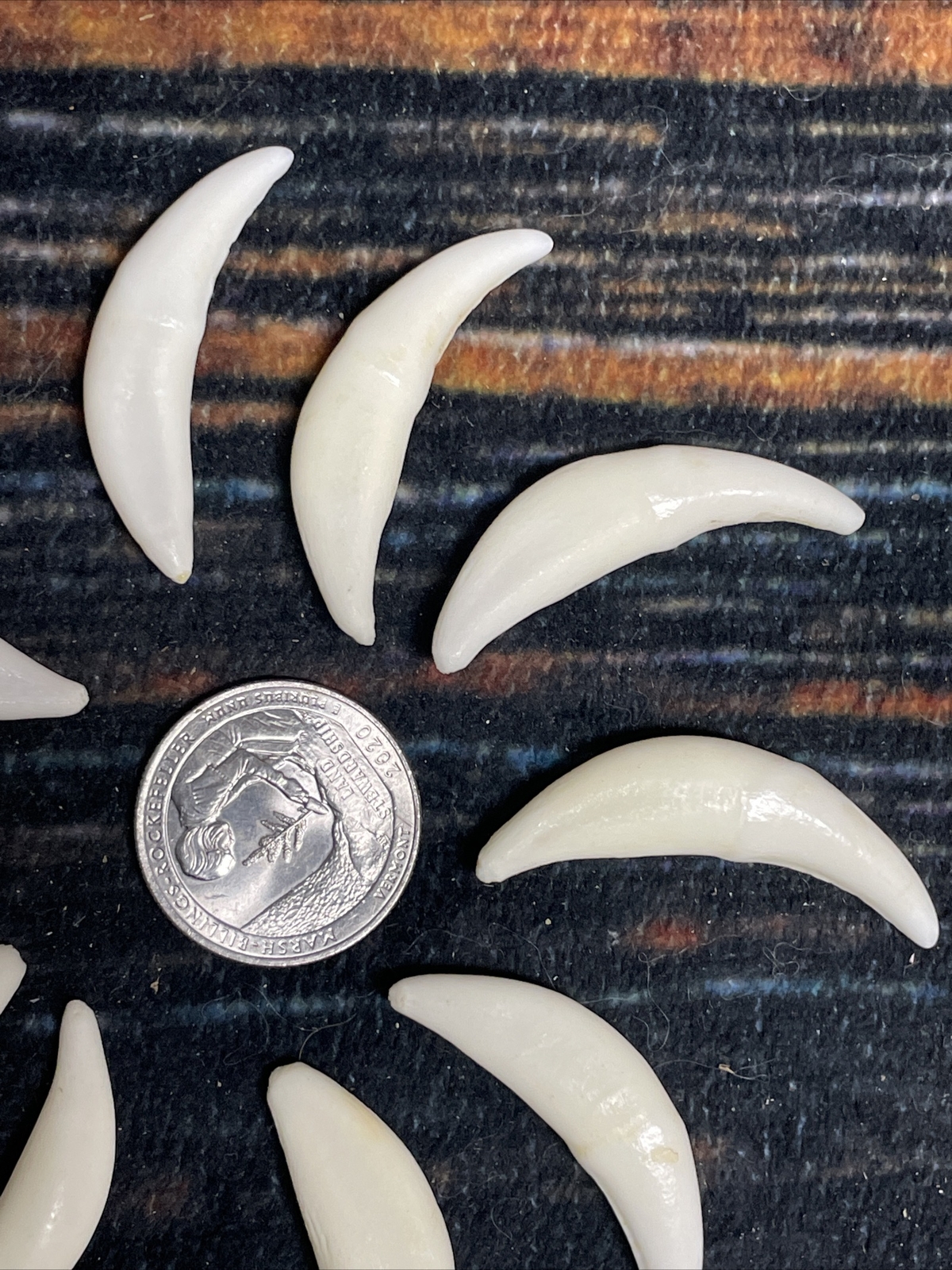 10 Real Coyote Teeth Odd MOUNTAIN MAN CRAFT SUPPLY JEWELRY Canines GOTHIC Skull