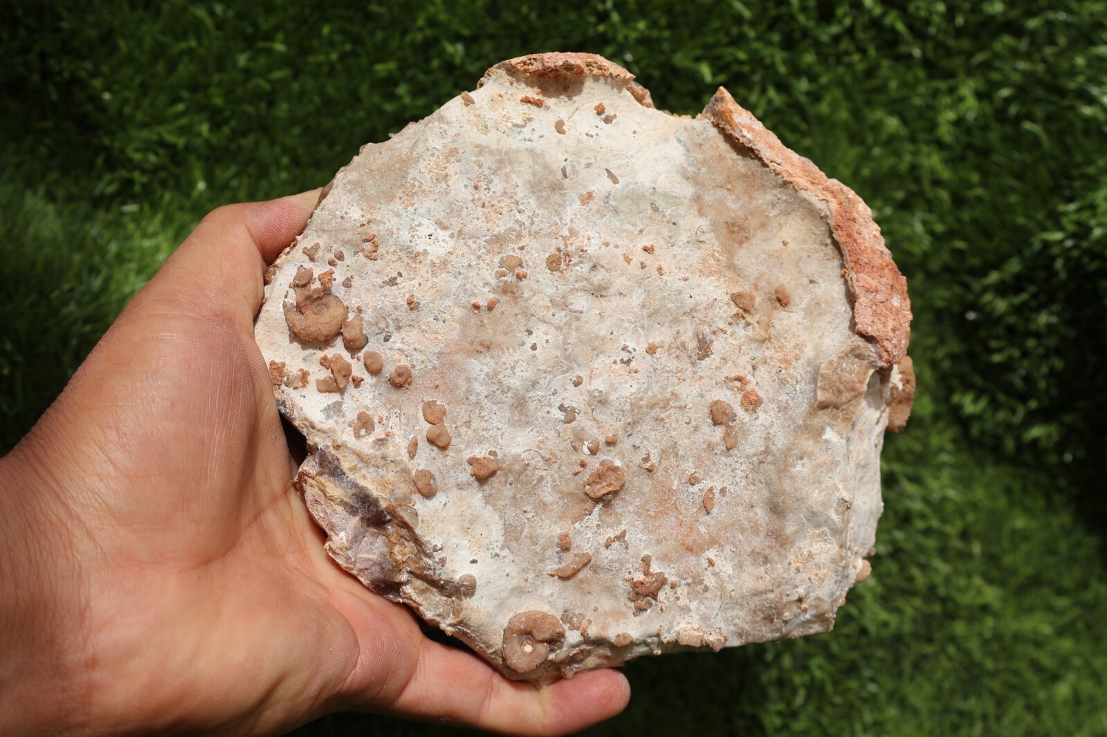 Cretaceous Douvilleiceras And Gastropods Fossil Plate From Morocco Marine Fossil