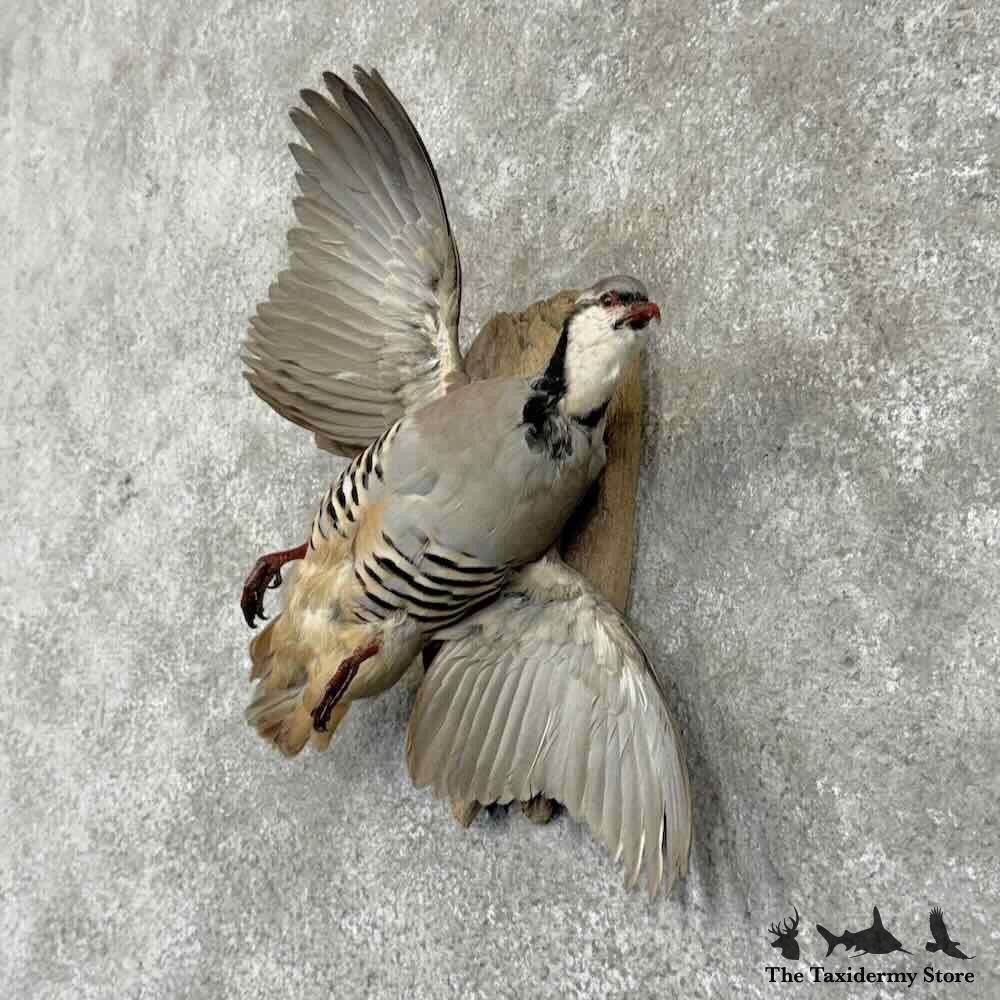 #31705 N | Chukar Partridge Life Size Taxidermy Bird Mount For Sale