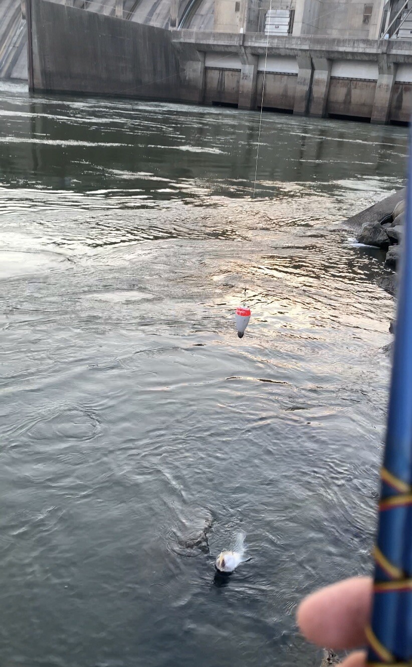 3 oz weighted foam floats, 5 Pieces