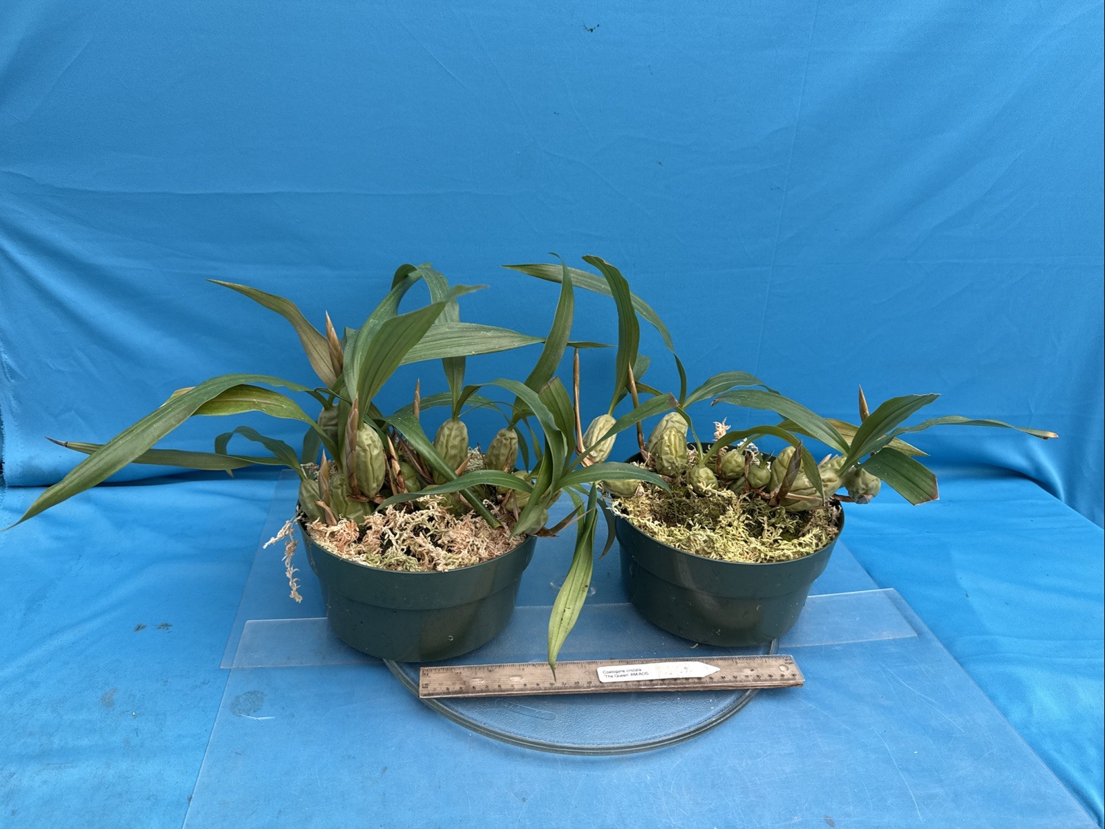 Coelogyne cristata ‘The Queen’ AM/AOS BS White Yellow Orchid Species 6” Pot