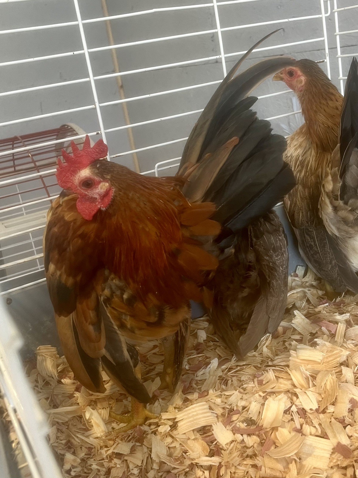 Small/Micro SERAMA Eggs One dozen Eggs