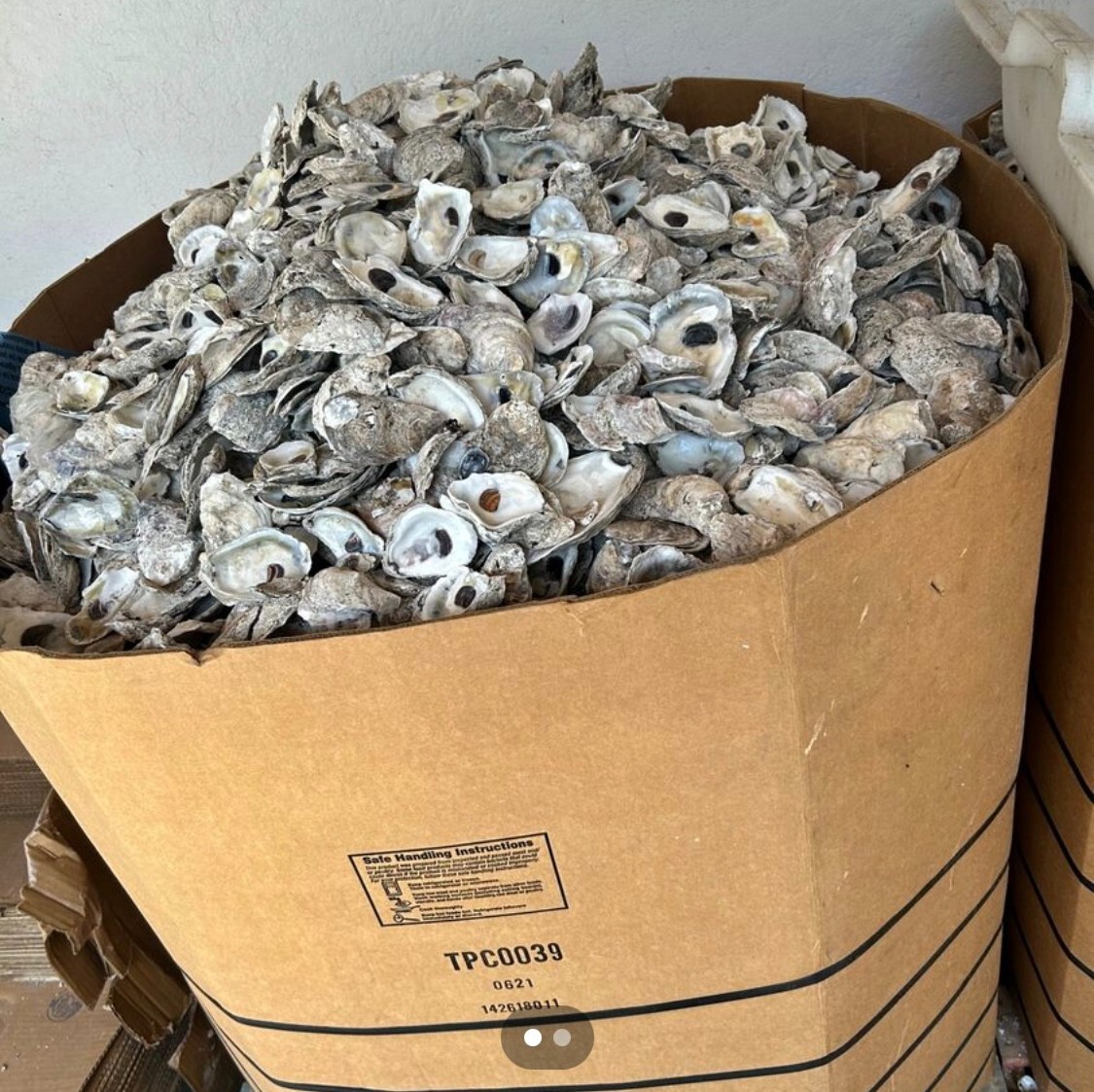 Oyster Shells for Landscaping and Concrete "Tabby Concrete" BULK by the pound
