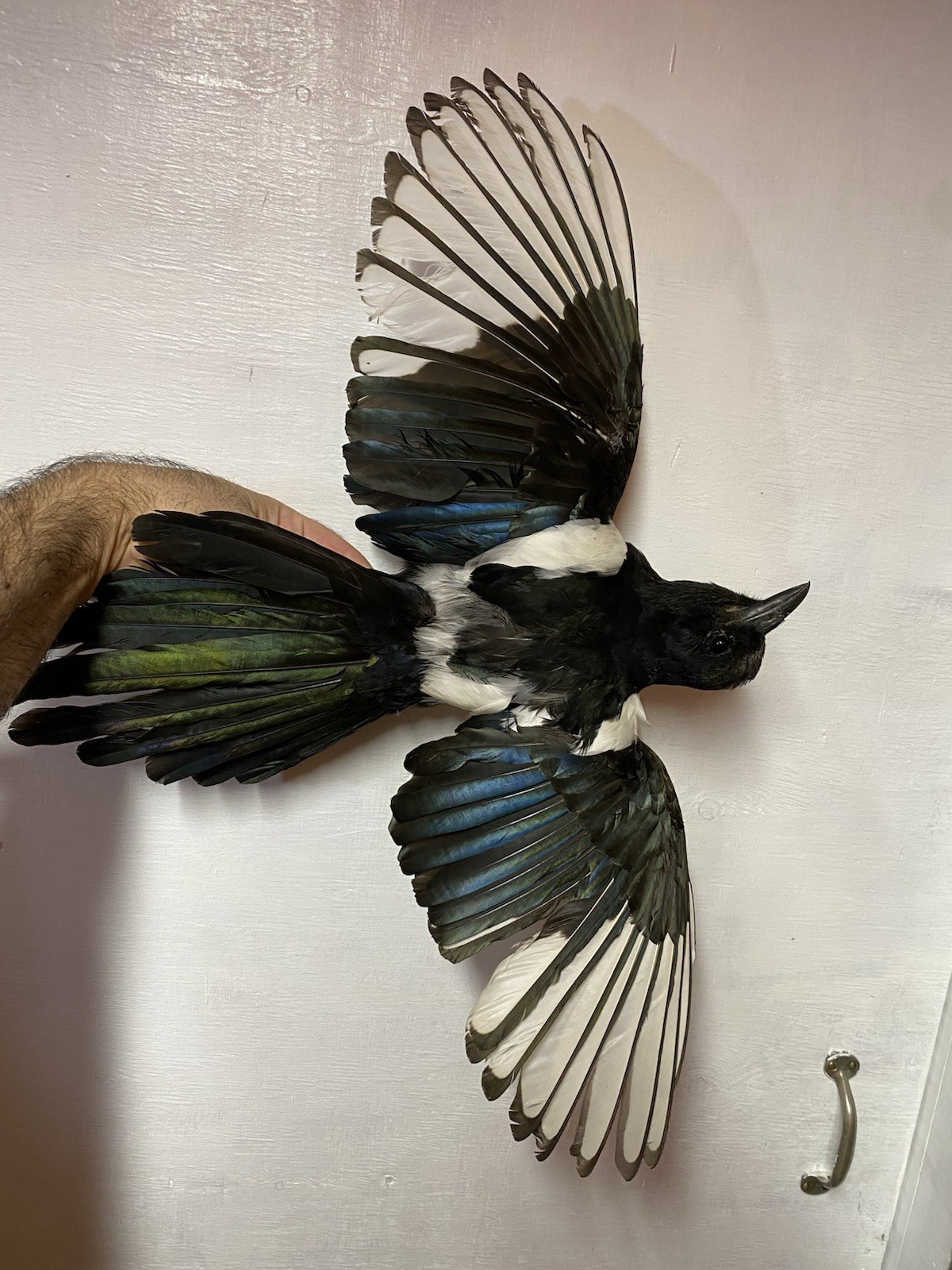 Beautiful Taxidermy Eurasian Magpie (Pica pica)
