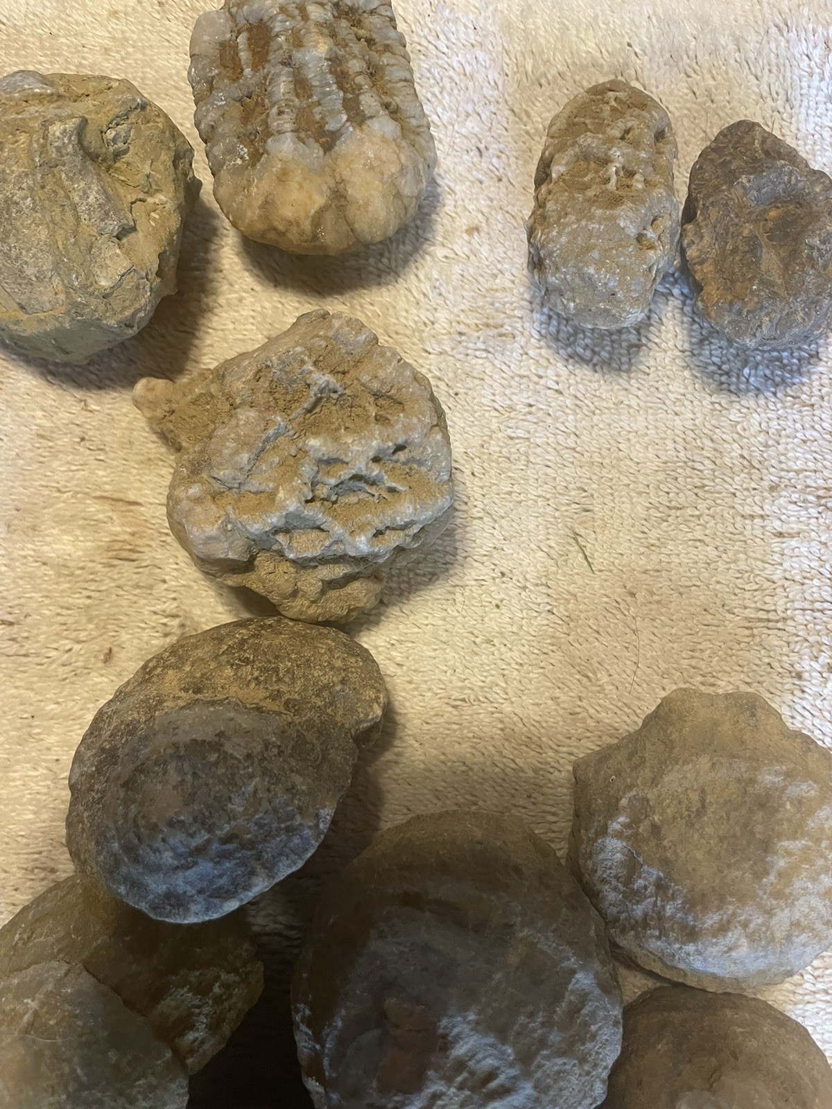 26-VARIOUS KENTUCKY FOSSILS. NICE ONES. 1” TO 2 1/2”.