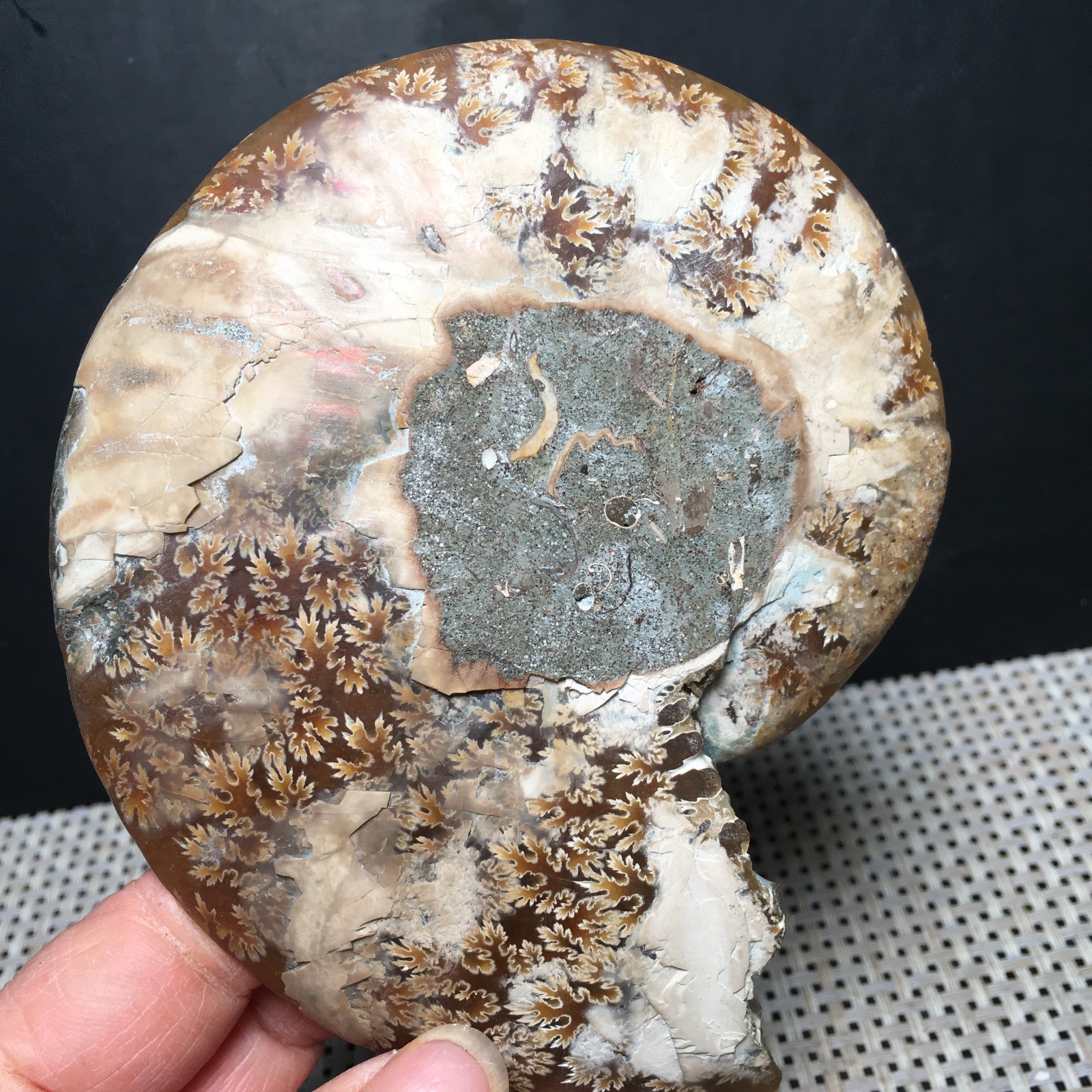 184g 1pc Split Carving Home Decoration Specimen Shell Healing md3746