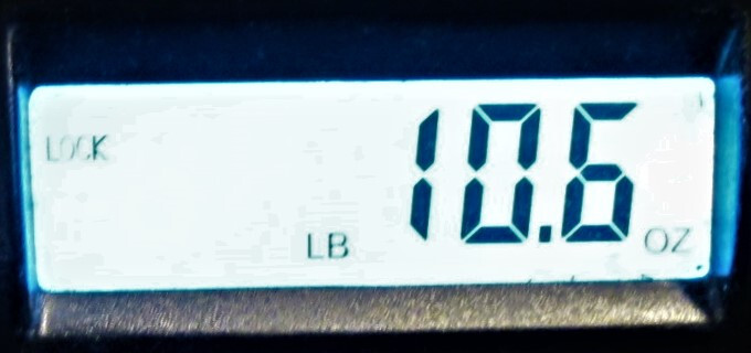 Chillington Crocodile Grub Hoe Head, Garden Hoe