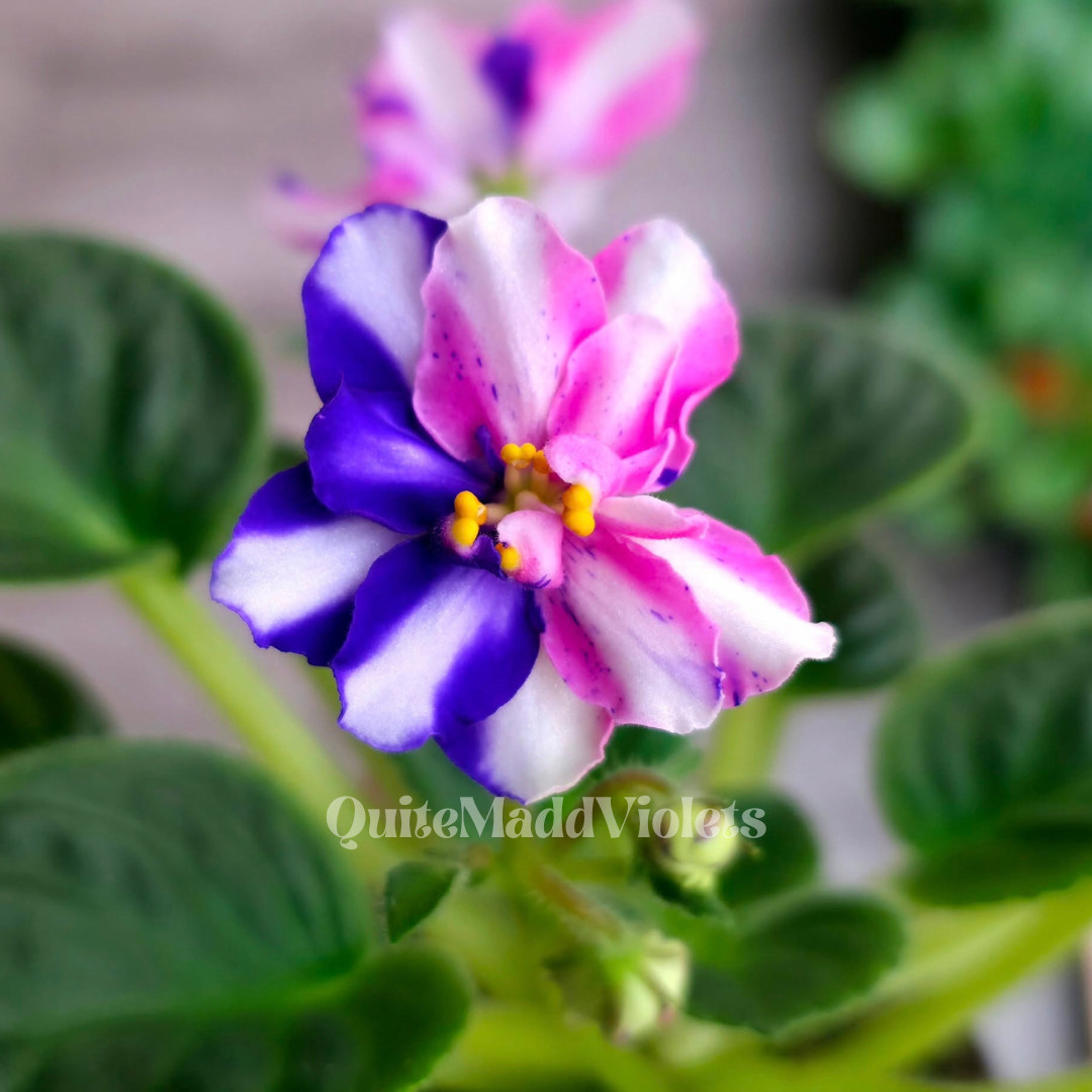 MK-Wind of Change (MK-Veter Peremen) -- Gorgeous Chimera RARE True Blooming