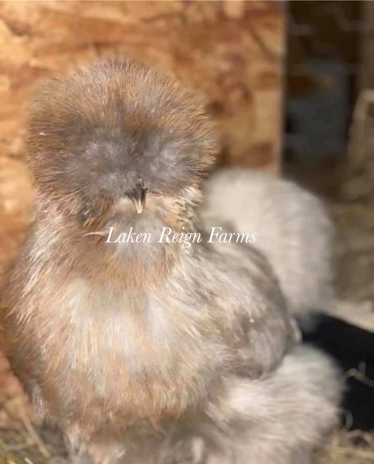 5+1 Silkie Calico Splash/Calico Paint Project Pen Hatching Eggs NPIP/AI