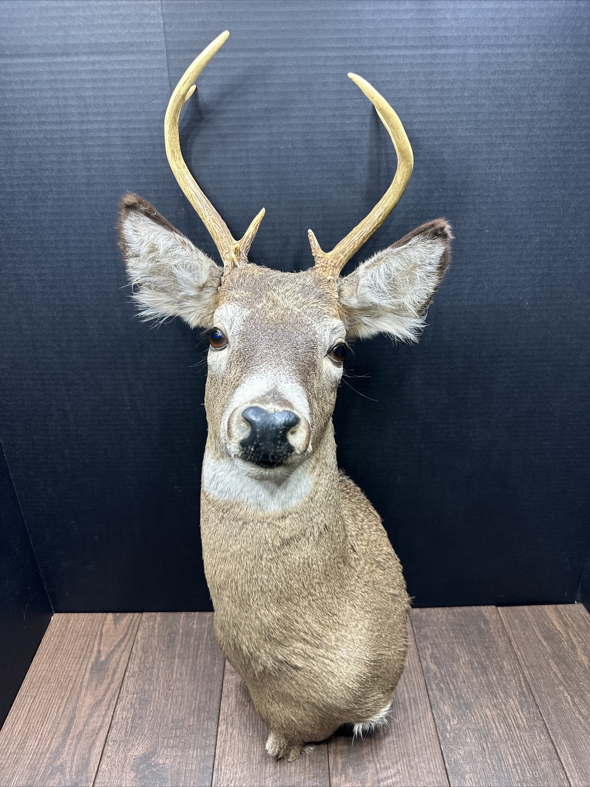 Nice 6 Point Whitetail Deer Buck Shoulder Mount Taxidermy