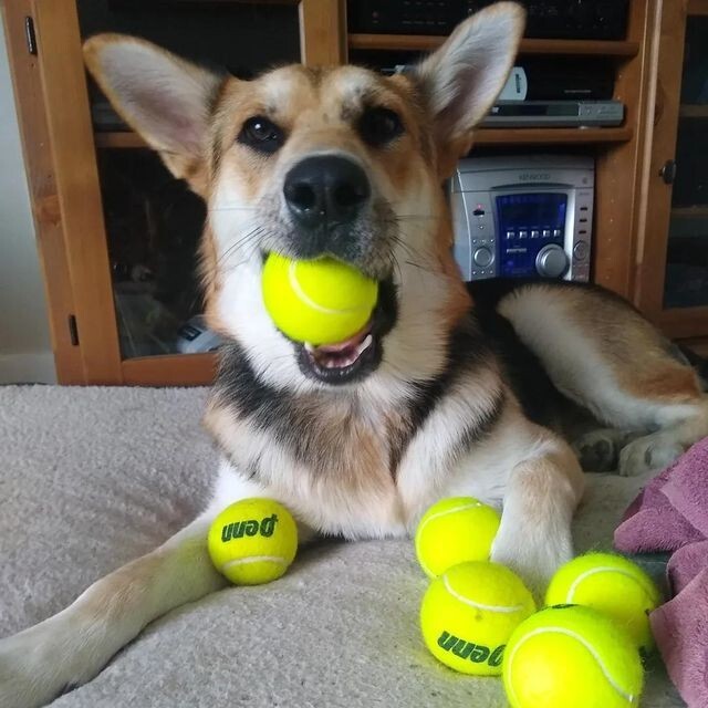 100 Affordable Dog Balls - Free Shipping Included!