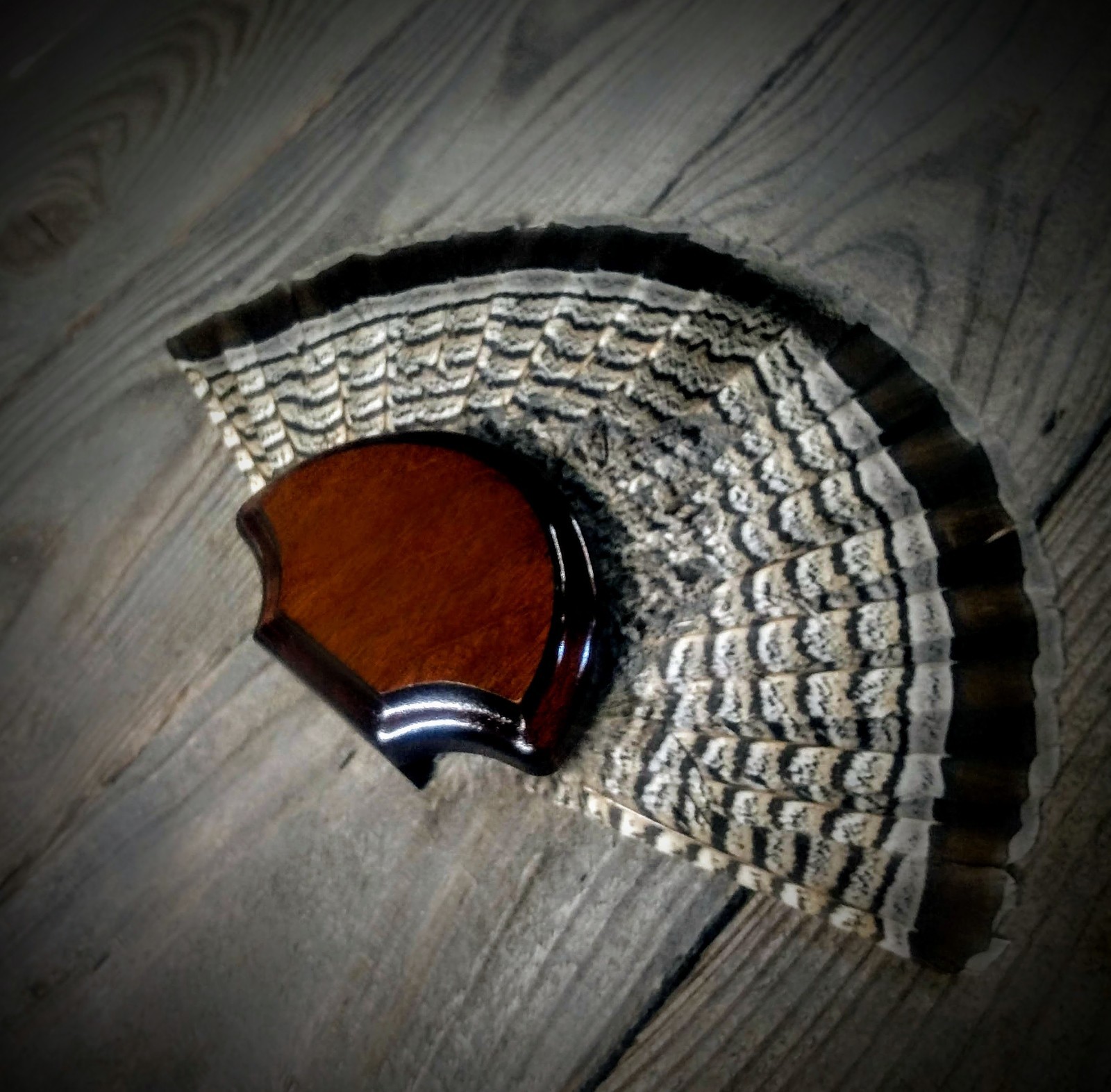 BLACK WALNUT GROUSE FAN TAIL DESK SHELF PANEL PLAQUE TAXIDERMY GROUSE TROPHY