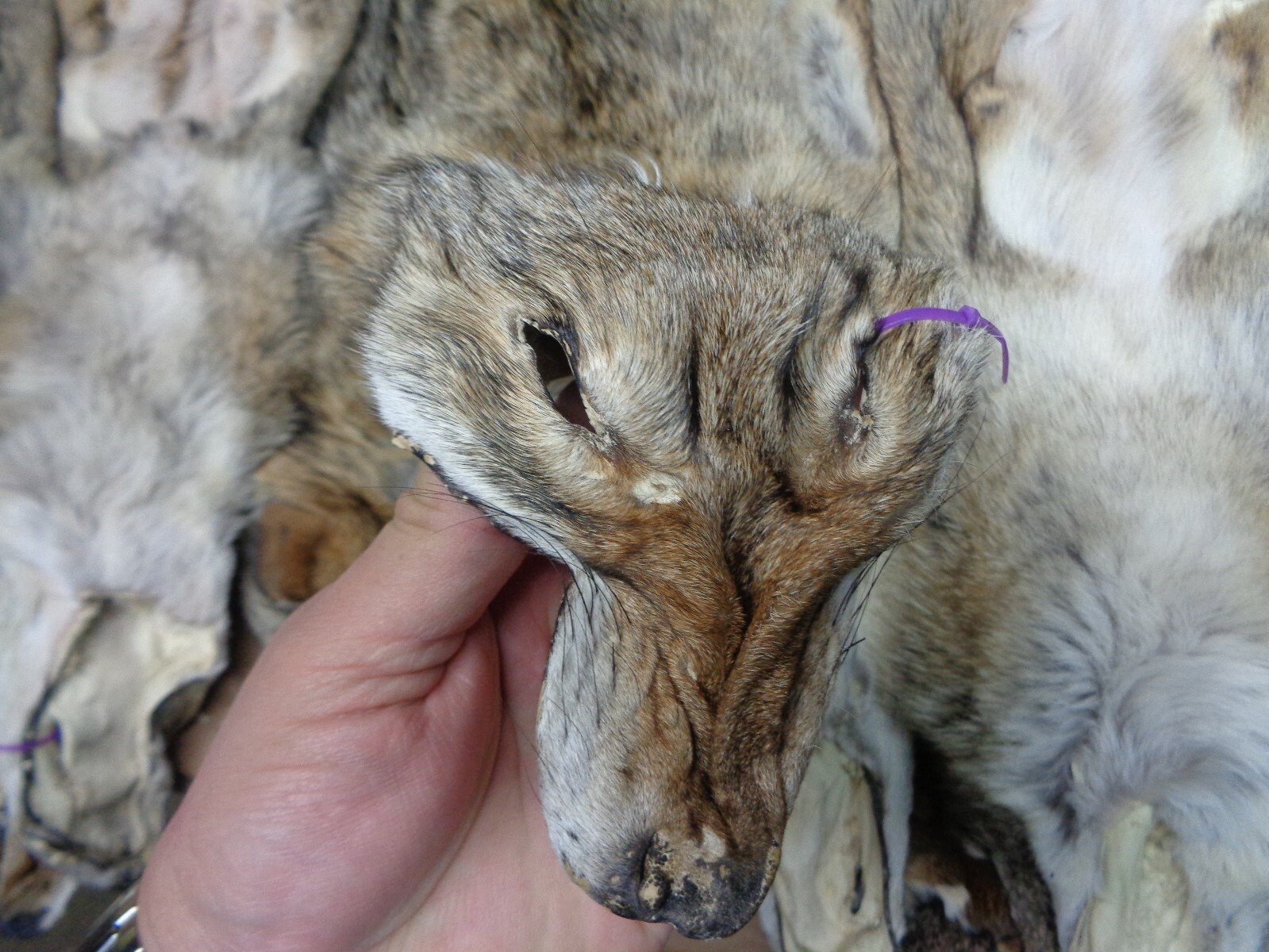 Tanned XXL/XL Semi-Heavy Coyote Hide #2 With Full Tail /Furs/Taxidermy/Crafts