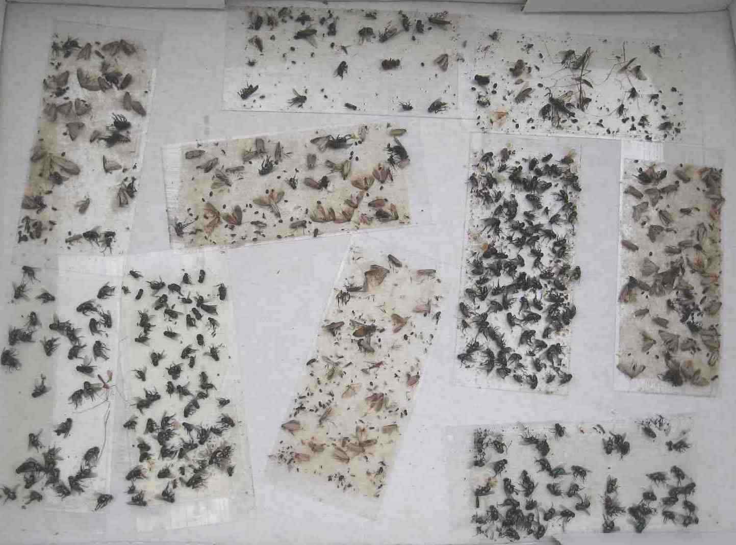 10 pk Stink Bug Trap / Strip, Asian Beetle, Lady Bug, Spider / Cricket, USA